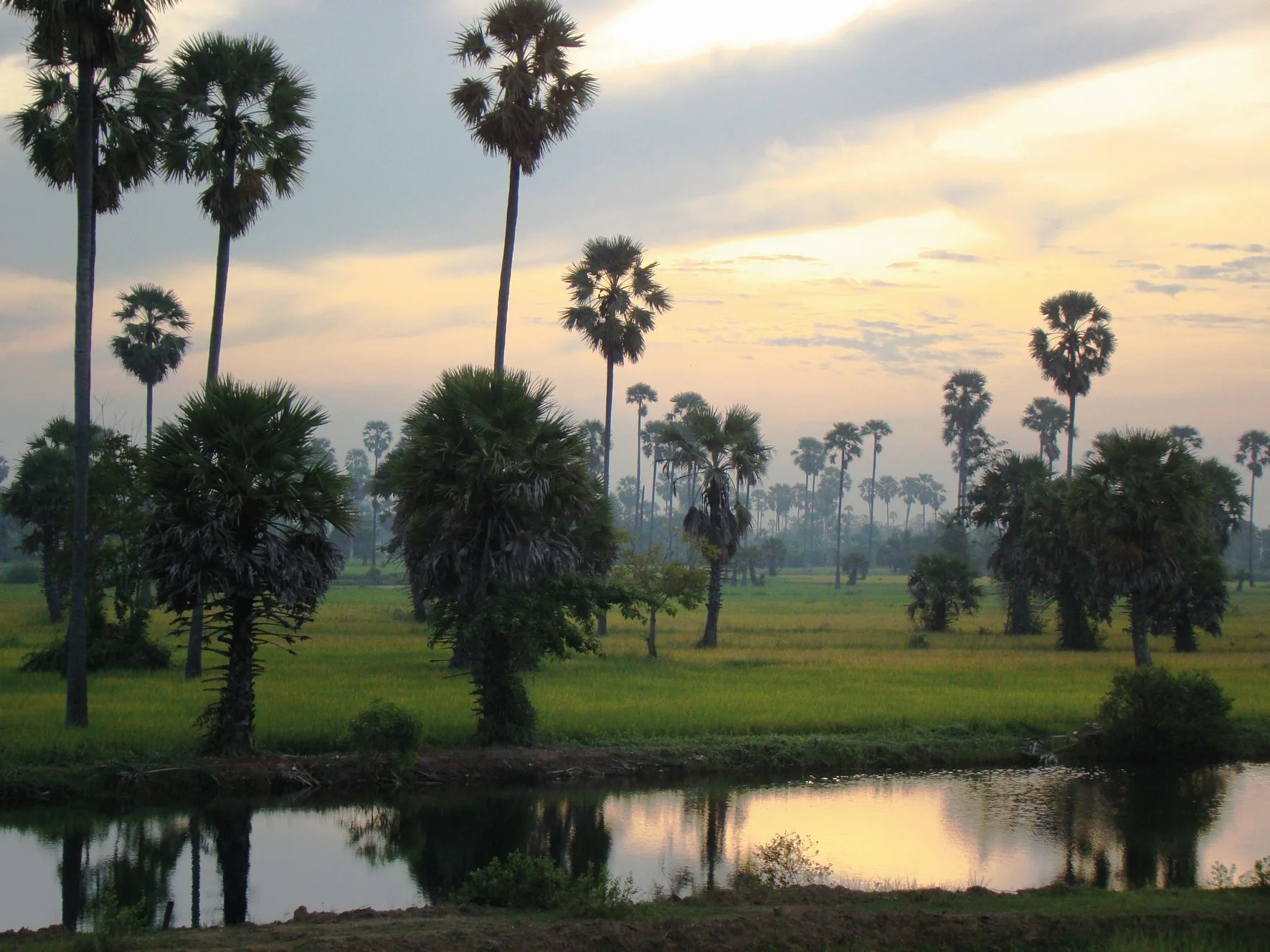 Paysage de rizières et palmiers au coucher du soleil vu depuis l'Eastern Oriental Express en Malaisie
