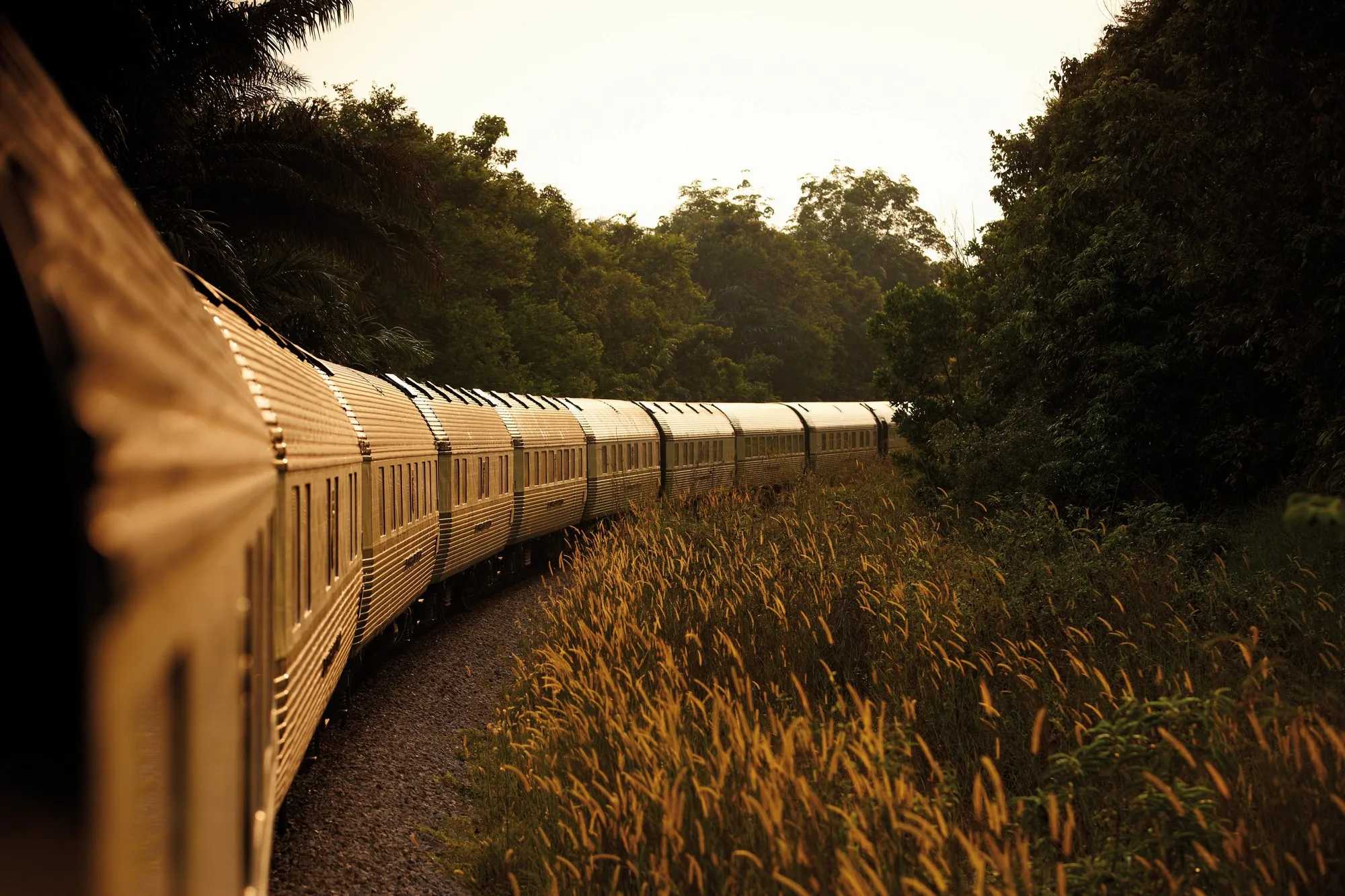 Eastern Oriental Express traversant des herbes dorées au crépuscule en Asie du Sud-Est