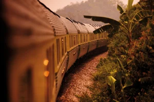 Wagons Verts de l'Eastern Oriental Express au coucher de soleil avec végétation luxuriante